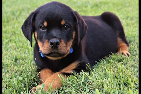 C&R Family Rottweilers - Puppies For Sale