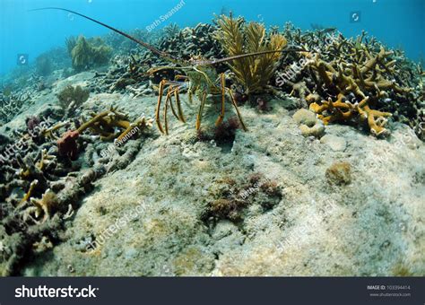 Close Image Spiny Lobster Natural Habitat Stock Photo 103394414 - Shutterstock