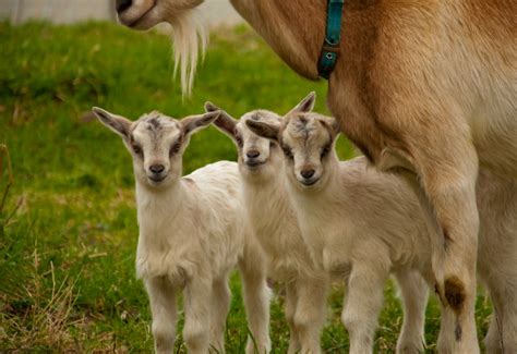 Miniature Goat Breeds | Simple Living Country Gal