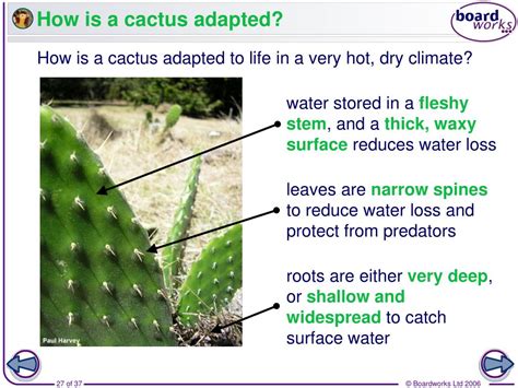 Ecological Adaptations Of Desert Plants Ppt