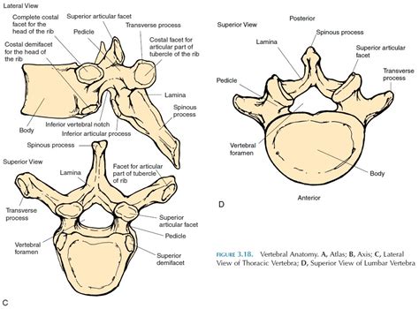 Axial Skeleton Vertebrae