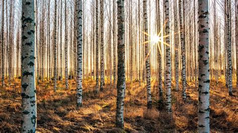 Silver birch forest - backiee