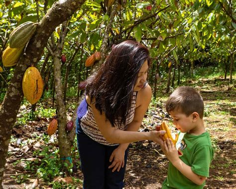 Get A Taste Of Hawaii On This Lydgate Farms Kauai Chocolate Tour ...