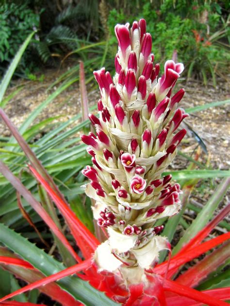 Pin on Bromeliads