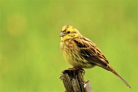 Yellowhammer - Alchetron, The Free Social Encyclopedia