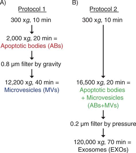 Flow chart over two different differential centrifugation-based ...