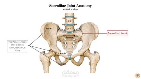 Sacroiliac joint | مستقل