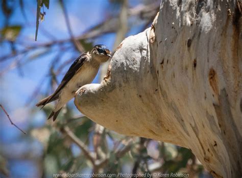 Greenvale, Victoria – Australia ‘Woodlands Historical Park’ Photographed by Karen Robinson ...