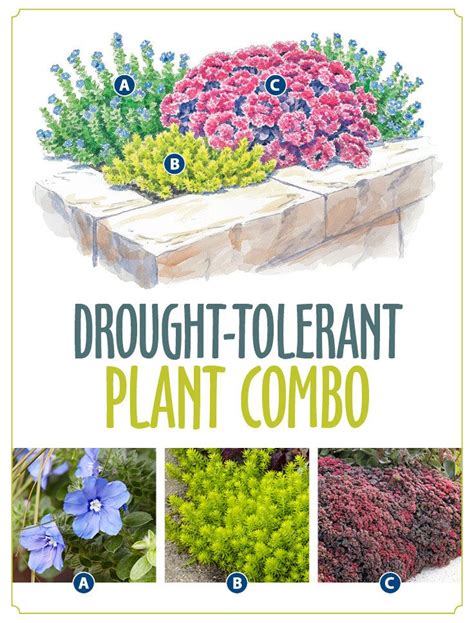 Drought tolerant sedum combo – Artofit