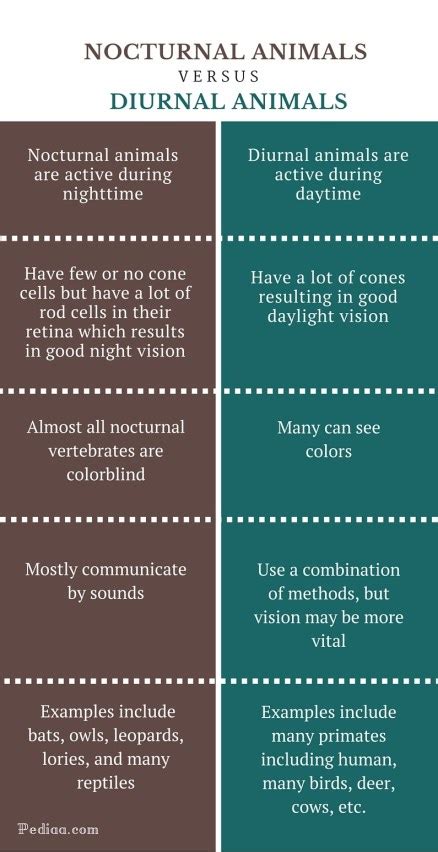 Difference Between Nocturnal and Diurnal Animals | Facts, Adoptations, Examples