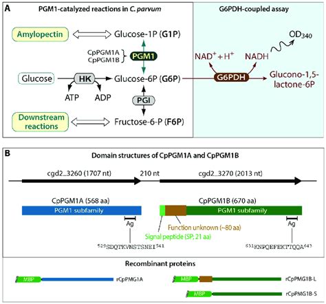 Function of phosphoglucomutase 1 (PGM1) and domain organization of ...