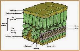 Berbagi Info: Struktur dan Fungsi Jaringan Tumbuhan