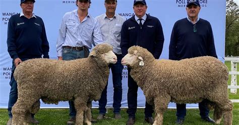 Merino ram sold for $48,000 | The Land | NSW