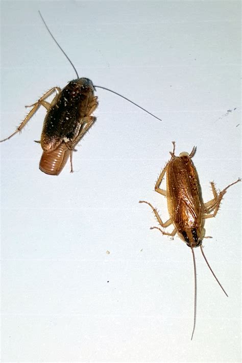 Types Of Roaches | Roach | cockroach | Insect