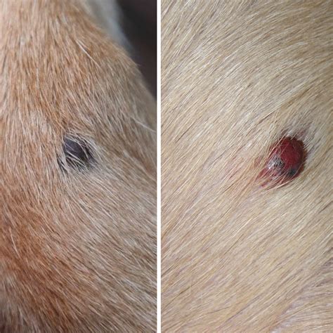 Dogs Get Skin Cancer Too | barque & bite