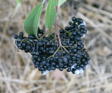 Identifying Wild Berries Pictures, Images & Photos | Photobucket