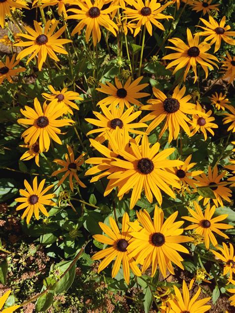 How to Grow Black-Eyed Susans from Seed • Gardenary