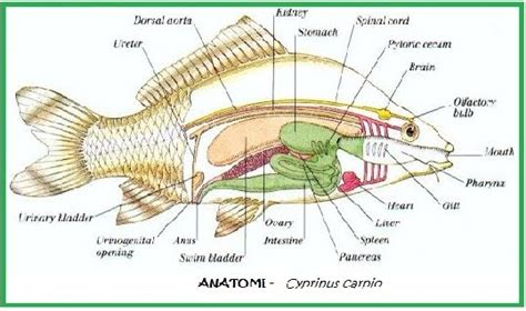 Gambar Anatomi Ikan Mas - 54+ Koleksi Gambar