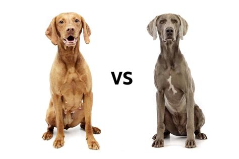 Vizsla vs. Weimaraner: What’s the Difference?