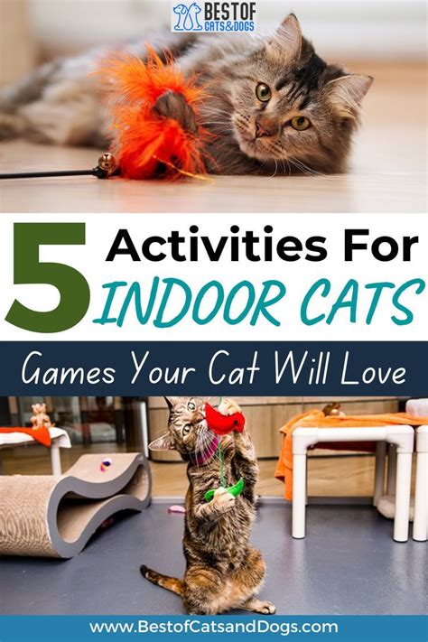 5 Activities For Indoor Cats-Games Your Cat Will Love | Indoor cat, Cat ...