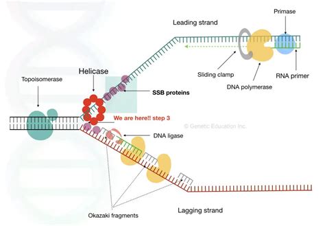 Single-Stranded Binding Protein (SSB): Structure And Function