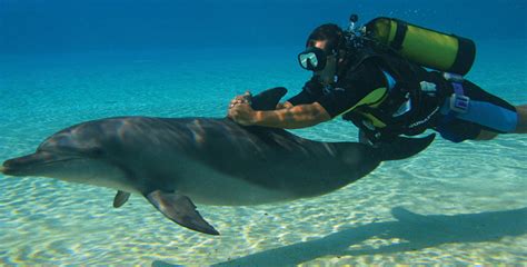 Learn to Scuba Dive with Dolphins!