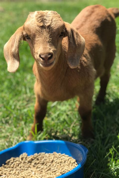 17 Things Goats Like to Eat Most (Diet, Care & Feeding Tips)