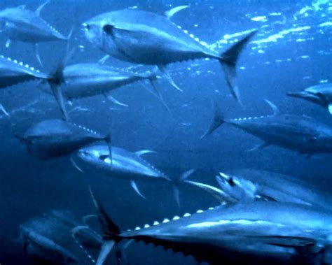 Yellowfin tuna - Facts, Diet, Habitat & Pictures on Animalia.bio