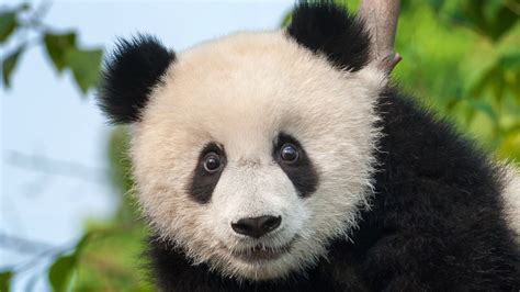 It Turns Out An Extinct Species Of Giant Panda Had A Wildly Unexpected ...