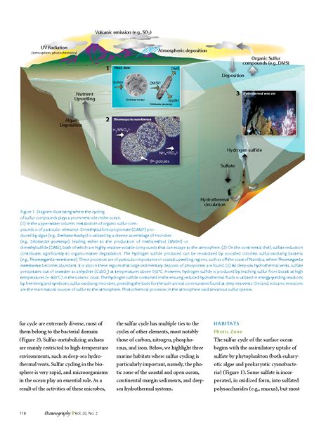 SOLUTION: Sulphur cycle - Studypool