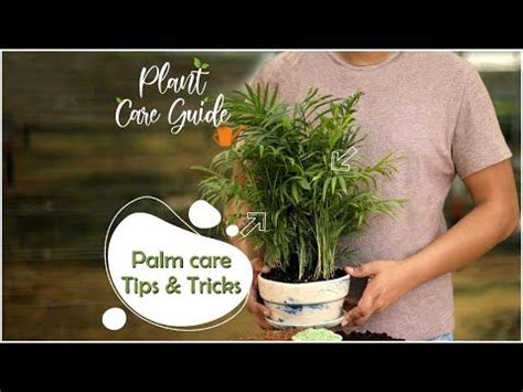 Palm Plant Care Tips & How to Grow Healthy Bushy Palms || Plant Care Guide - YouTube | Palm ...