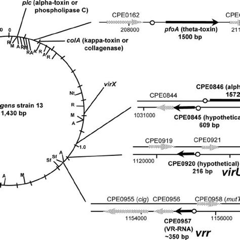 Perfringolysin O activities of various C. perfringens strains ...