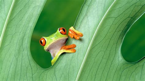 green, Frog, Animals, Amphibian, Leaves, Red Eyed Tree Frogs Wallpapers ...