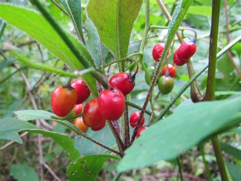 Wildlife Monitor: Wild Berry Identification