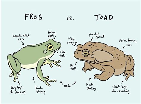 differences between frogs and toads | Frog, Frog pictures, Frog art