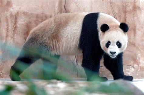 Pandas sent by China arrive in Qatar ahead of World Cup - The Christian ...