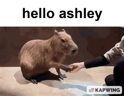 Ashley Capybara GIF - Ashley Capybara Hello - Discover & Share GIFs