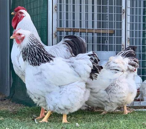 Columbian Wyandotte: Eggs, Height, Size and Raising Tips