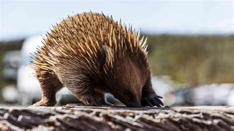 12 Facts About the Strange and Spiky Echidna