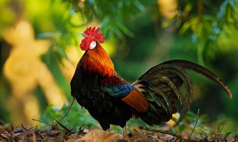 Junglefowl Bird Facts - AZ Animals