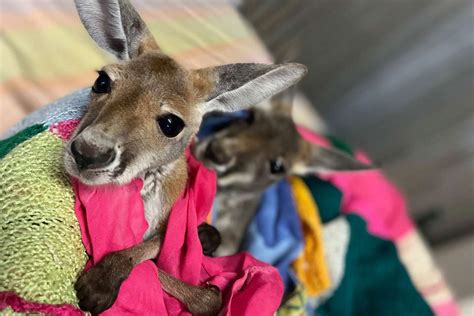 This Small Australia Town Is Home to the World's Only Baby Kangaroo ...