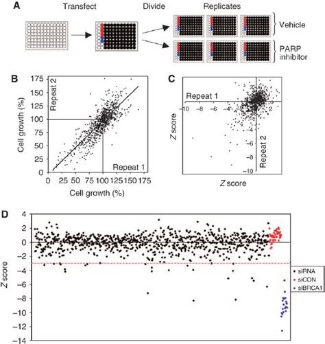 PARP-inhibitor synthetic lethality screen with protein kinase siRNA... | Download Scientific Diagram