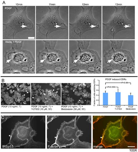 Experimental results. Experiments done in MEF cells which are... | Download Scientific Diagram