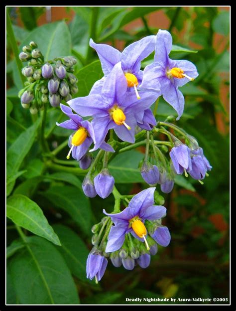 Deadly Nightshade | Nightshade flower, Beautiful flowers, Trees to plant