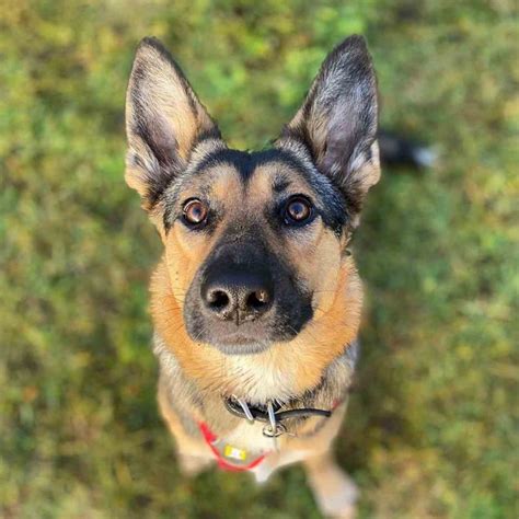 Border Collie German Shepherd Mix: Full Guide to Shollies