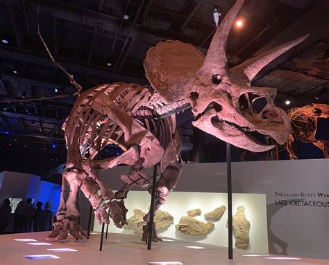 Video: Explore the massive dinosaur exhibit in Houston