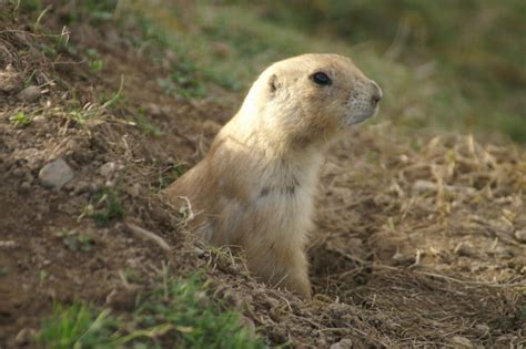 Animals of the Grassland | Ask A Biologist