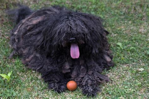 Premium Photo | Big black puli dog