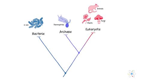 Archaea Structure Characteristics Domain Sciencing