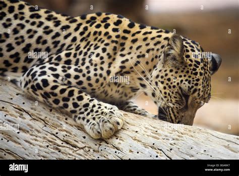 United Arab Emirates, Sharjah, Sharjah National Park Zoo, Arabian Leopard Stock Photo - Alamy